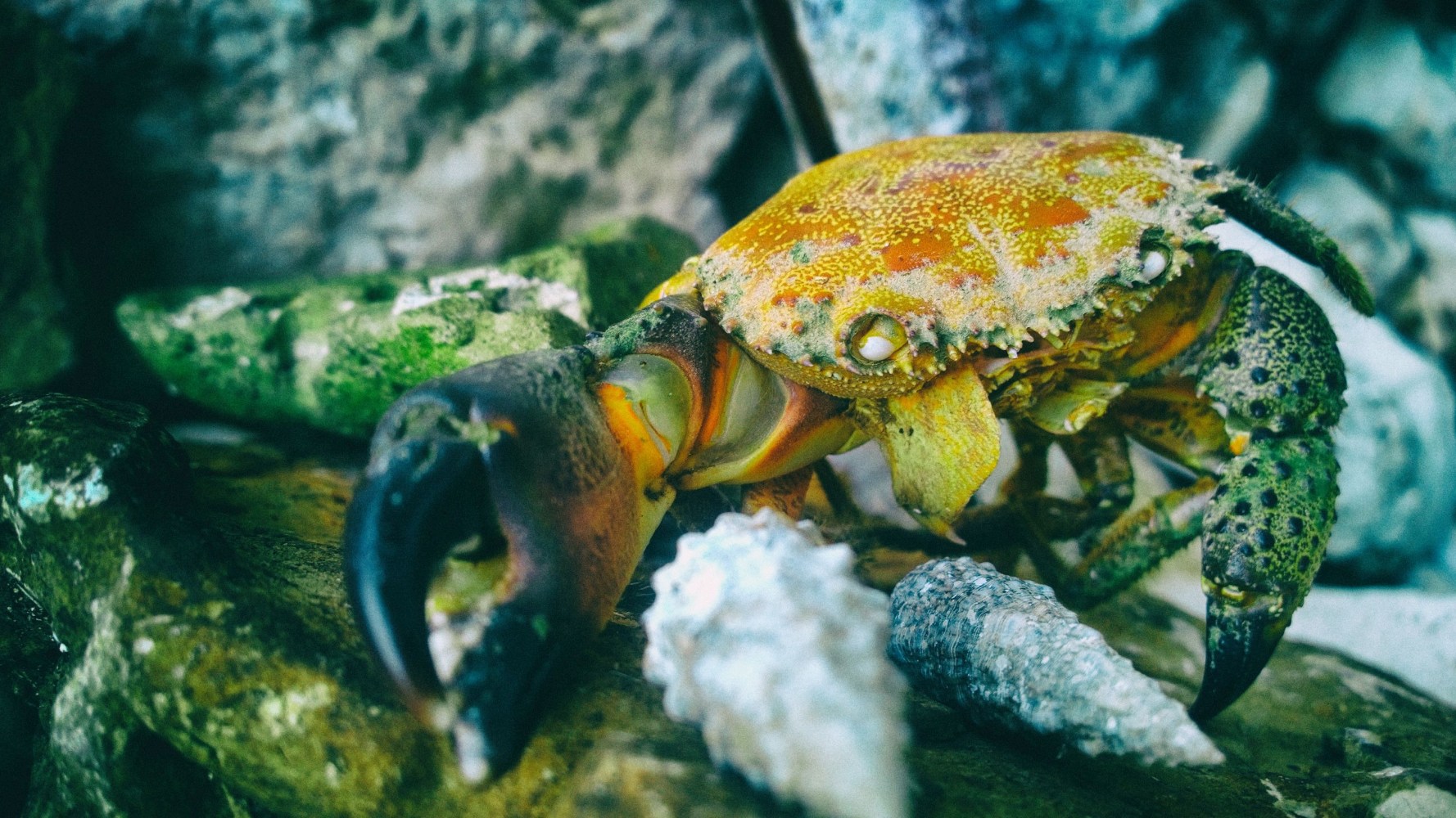 Where to Enjoy Stone Crab in Miami Beach | Continuum South Beach